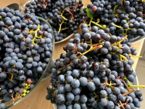 Domowy sok z winogron