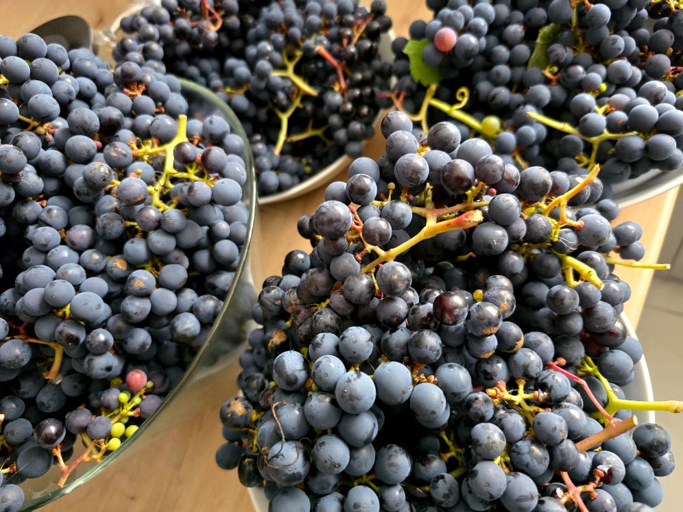 Domowy sok z winogron